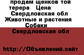 продам щенков той терера › Цена ­ 7 000 - Свердловская обл. Животные и растения » Собаки   . Свердловская обл.